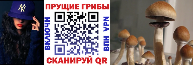 OMG ссылка Безенчук Псилоцибиновые грибы Cubensis цена